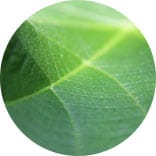 logo de feuille macro